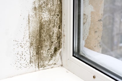 Mold Removal in Denver by United Restore LLC